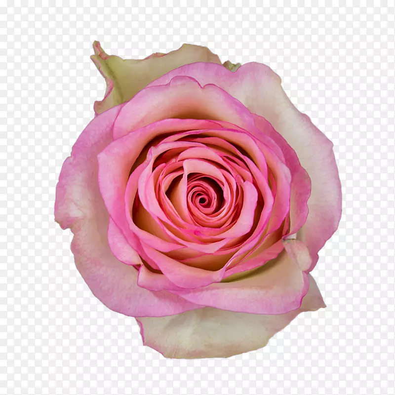 花园玫瑰，卷心菜，玫瑰花，切花，花瓣，亲吻苏西·科尔伯
