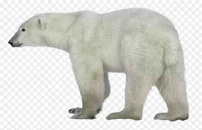 北极熊，你听到什么了？猫夹艺术北极熊