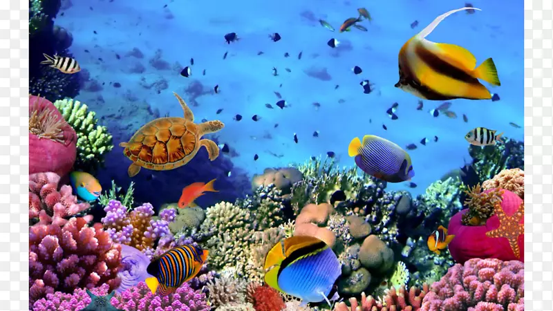 红海珊瑚礁鱼-埃及
