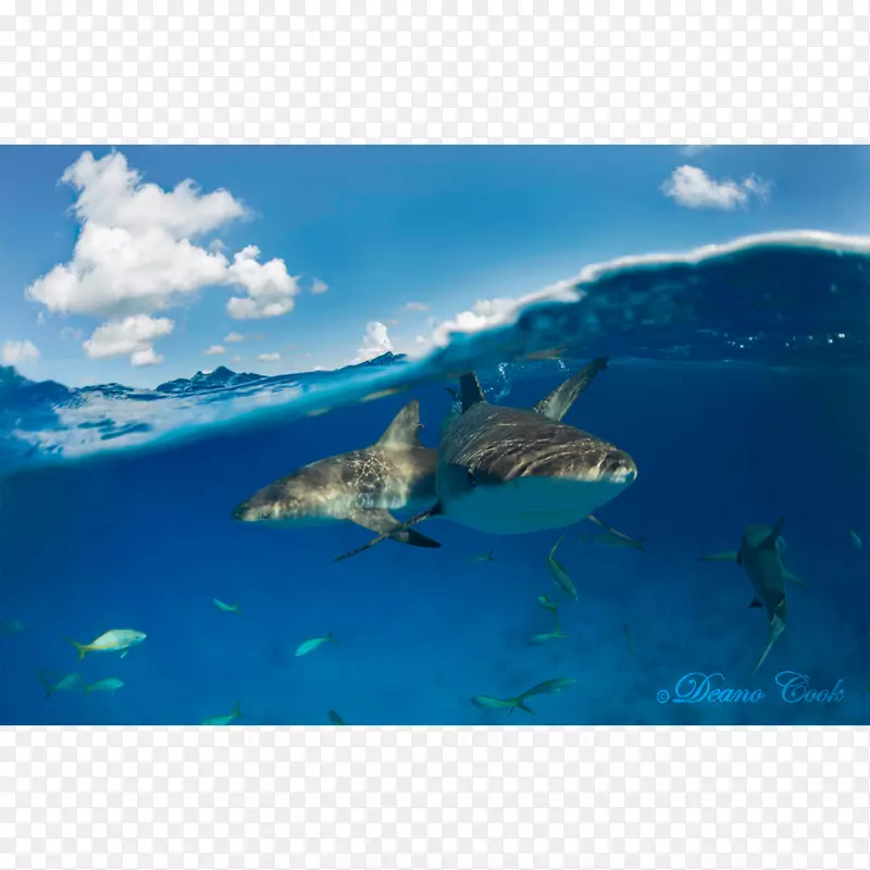 鲨鱼和海豚鳍大白鲨加勒比礁鲨-鲨鱼