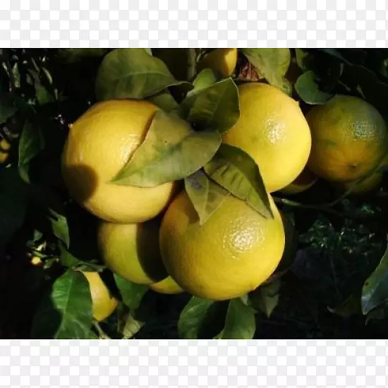柠檬佛手柑橙雷吉奥卡拉布里亚朗格普尔柠檬