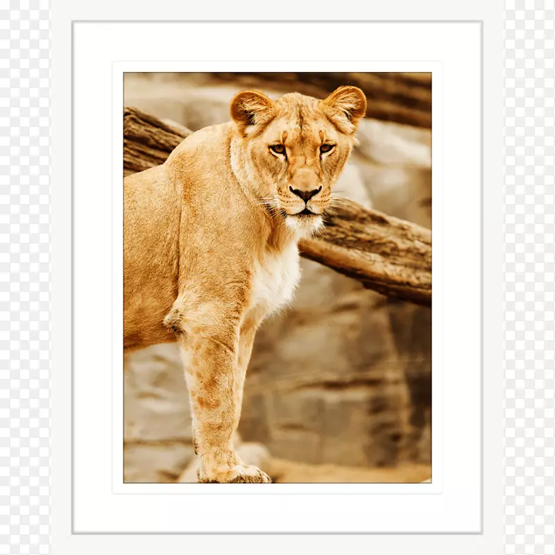 野生动物保护区-狮子