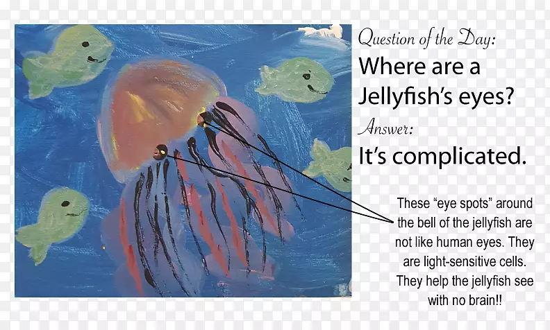 绘画鱼类海洋生物海洋无脊椎动物艺术水彩画水母
