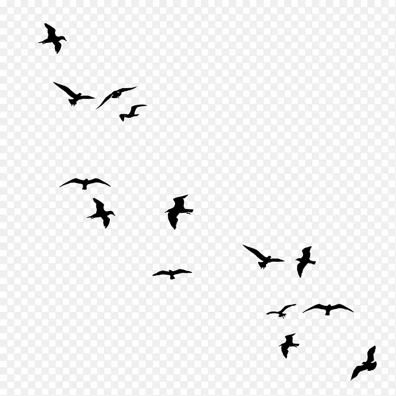 画鸟的轮廓-鸟群鸟