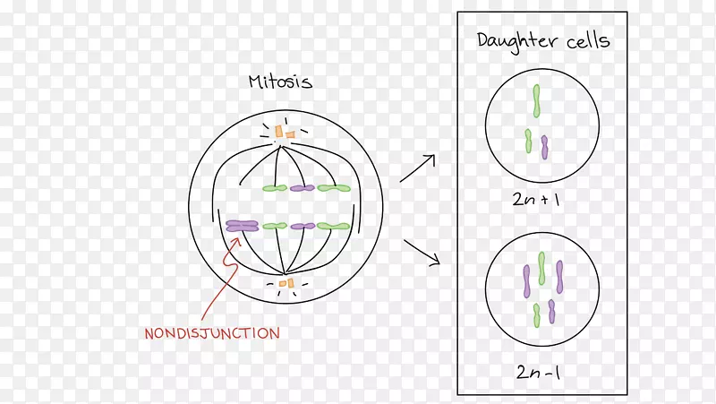 有丝分裂前期减数分裂染色体后期下降综合征
