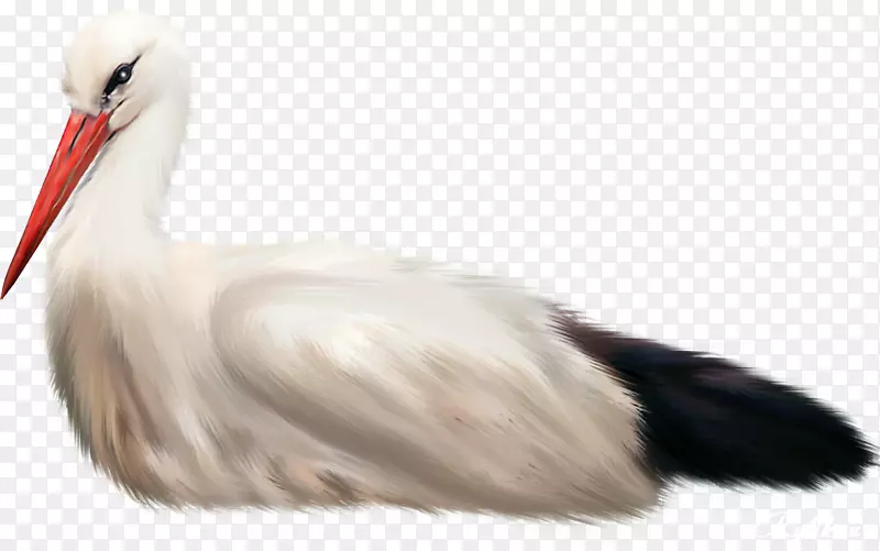 白鹳水鸟动物海鸟