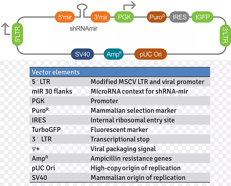 短发夹RNA病毒载体mir-30微RNA前体载体