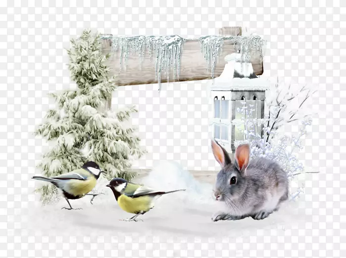 喙鸟食冬季分枝-冬季