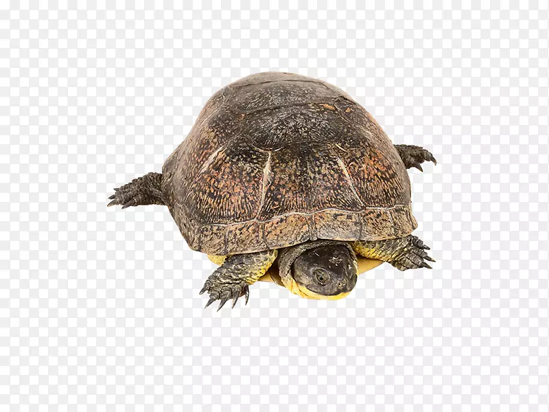 箱形海龟t恤常见的破海龟烫发龟-Tortuga