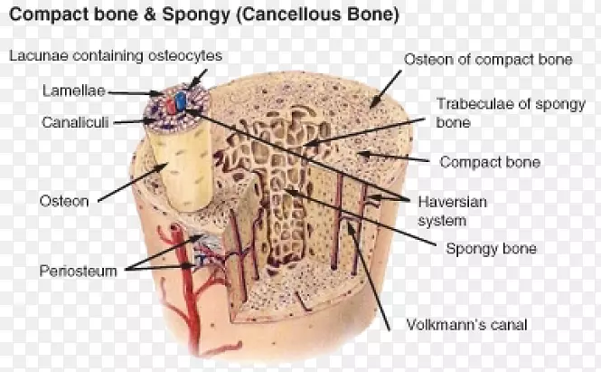 人骨骼上的长骨致密机器人骨-结构组合