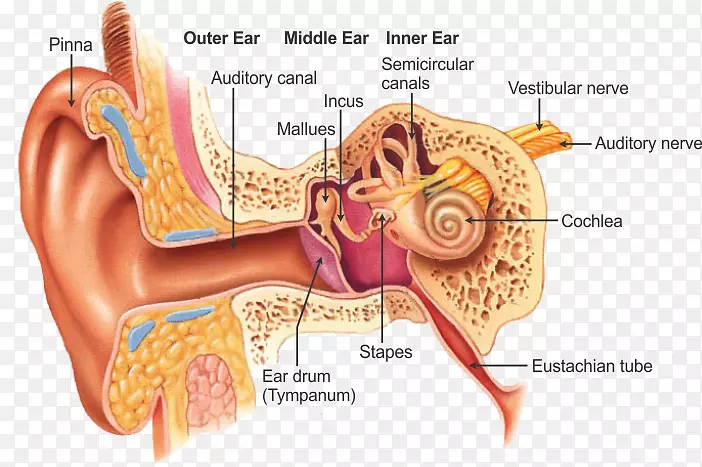 外耳鼻咽喉解剖