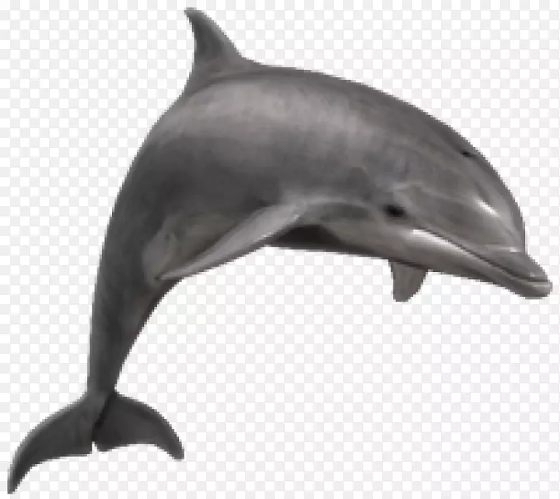 宽吻海豚鲨鱼剪贴画-海豚