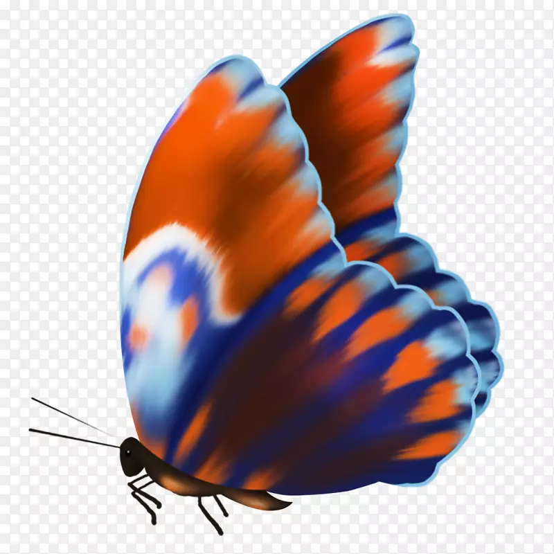 毛茸茸的蝴蝶，毛茸茸的蝴蝶-蝴蝶