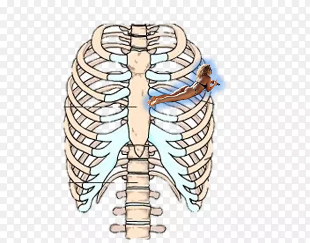 肋骨-人体骨骼胸骨解剖-ADAN