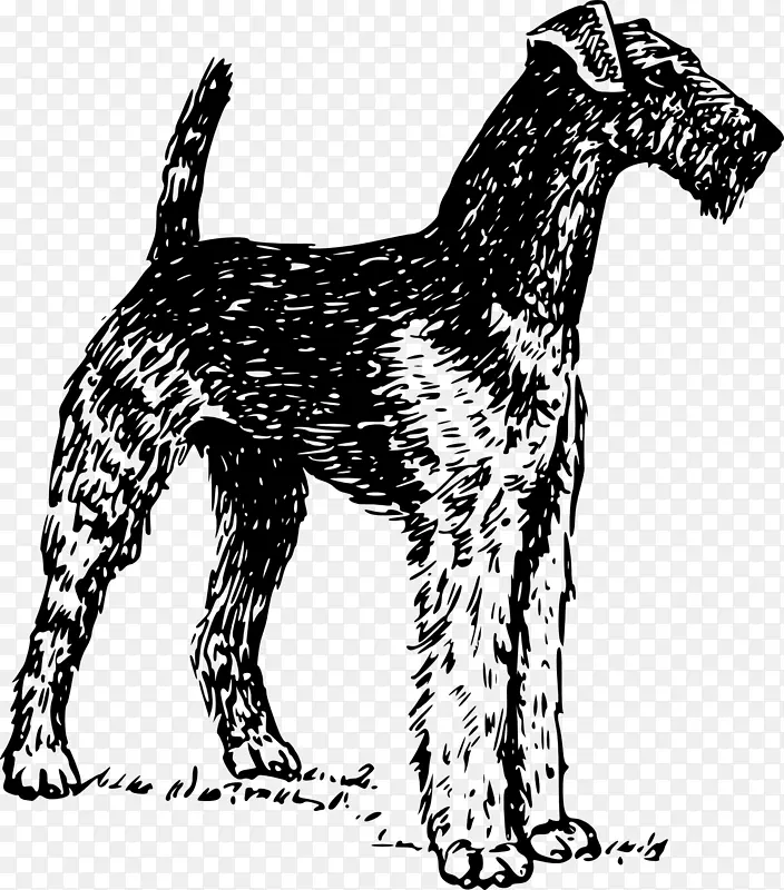 艾瑞达猎犬波士顿猎犬软衣小麦猎犬约克郡猎犬贝德灵顿猎犬家养动物
