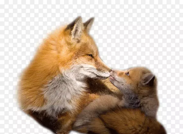 红狐灰狼包狐狸动物-动物商场