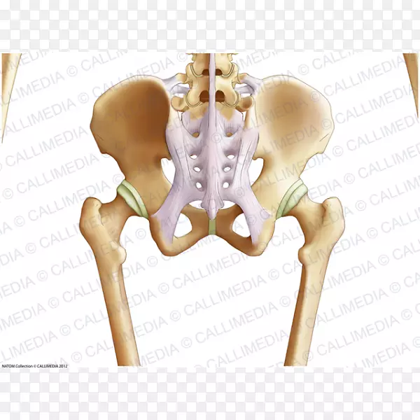 骨盆髋骨冠状面解剖-骨盆