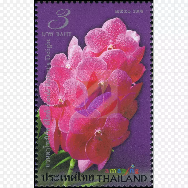 粉红m rtv粉红色开花植物草本植物-令人惊叹的泰国