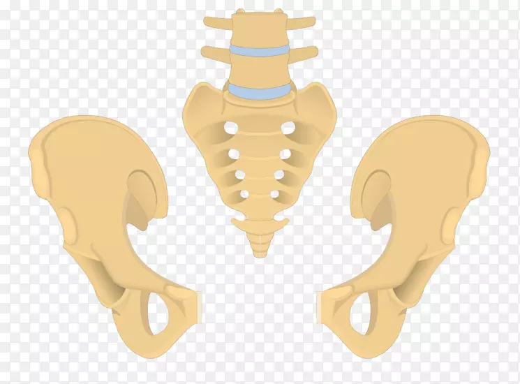 髋骨尾骨骶骨解剖.骨盆