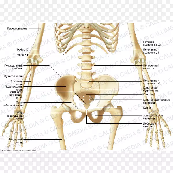 骨、人体骨骼、腹部骨盆-骨骼