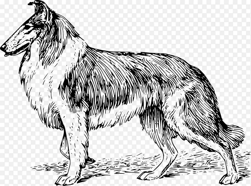 粗糙牧羊犬，边缘牧羊犬，苏格兰牧羊犬，光滑牧羊犬，小狗-小狗