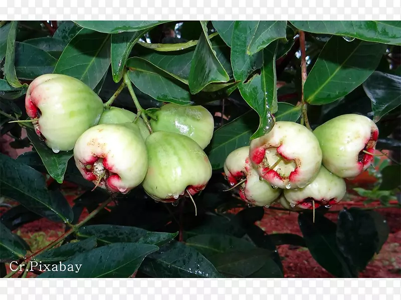 爪哇苹果玫瑰-苹果泰国菜马来苹果水果-苹果