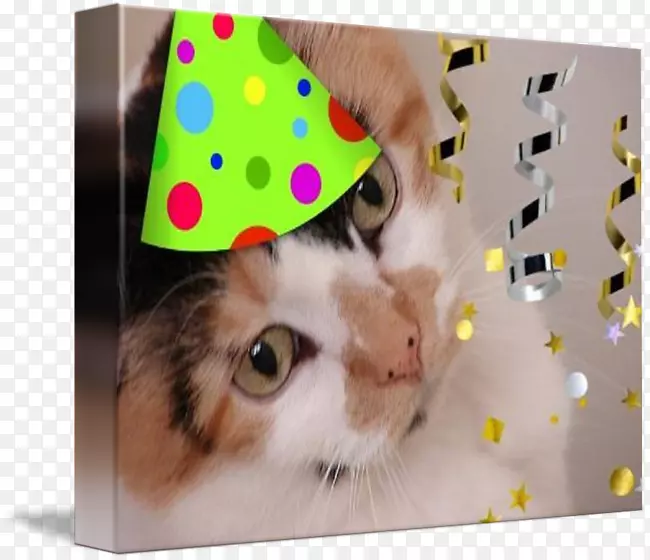 猫须纸猫生日猫