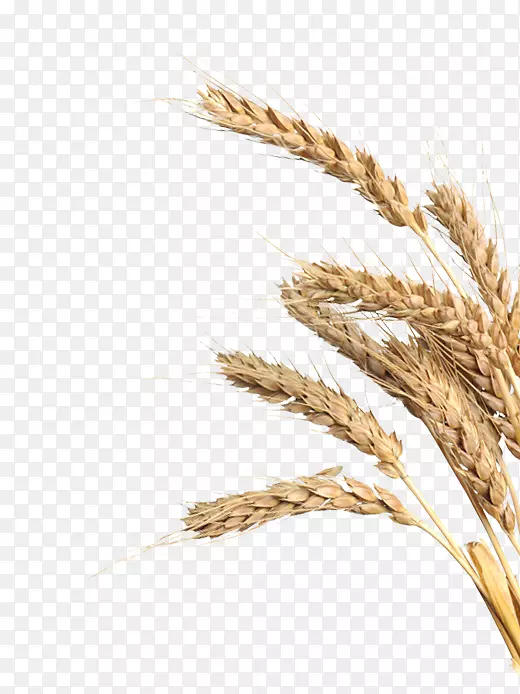 Emmer einkorn小麦，硬粒麦片-巴伐利亚