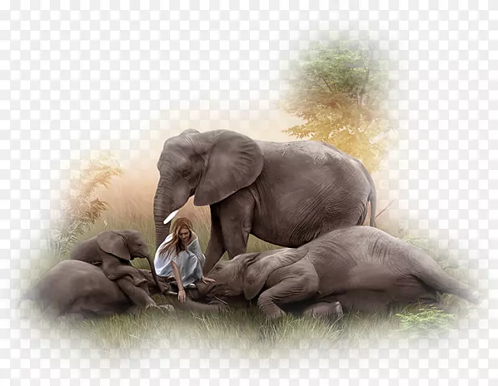印度象非洲象中心博客féErie-人