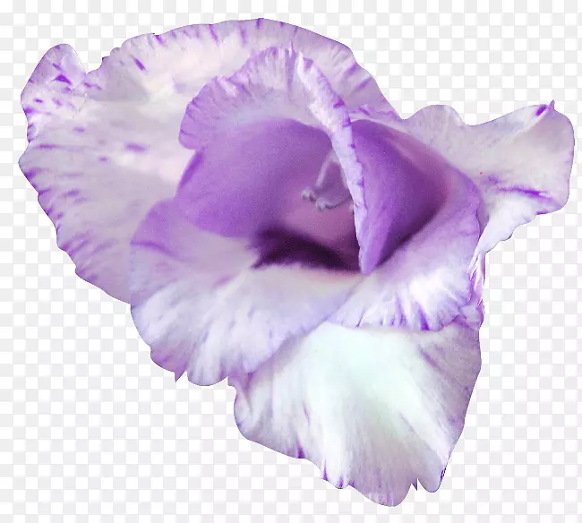 紫丁香紫色花瓣唐菖蒲丁香