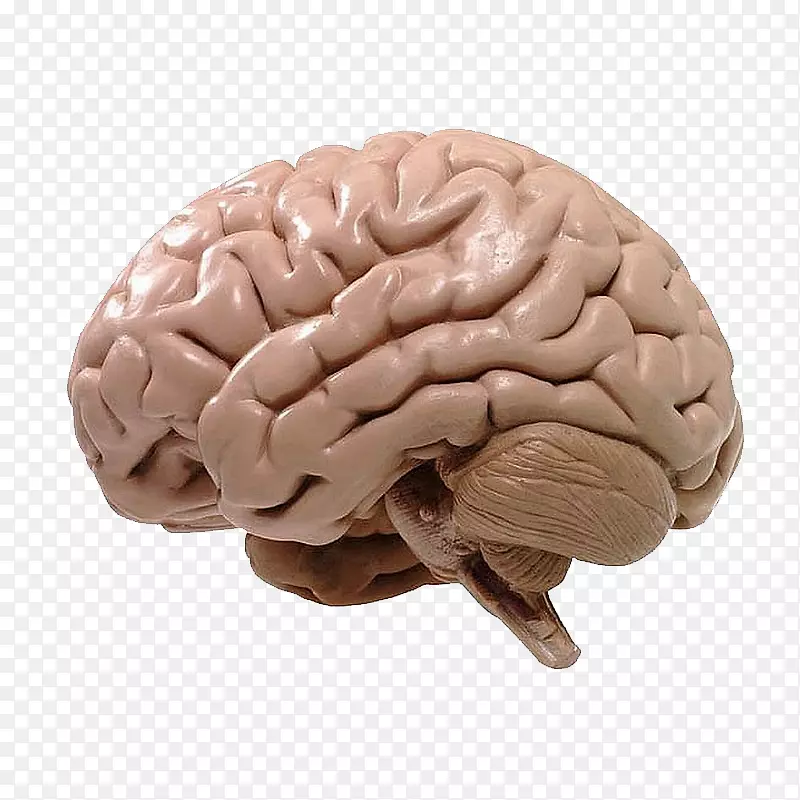 人脑主动神经科学认知训练-人脑