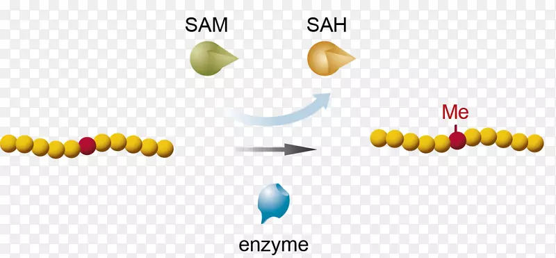 甲基转移酶分析-腺苷甲硫氨酸甲基化赖氨酸示踪剂