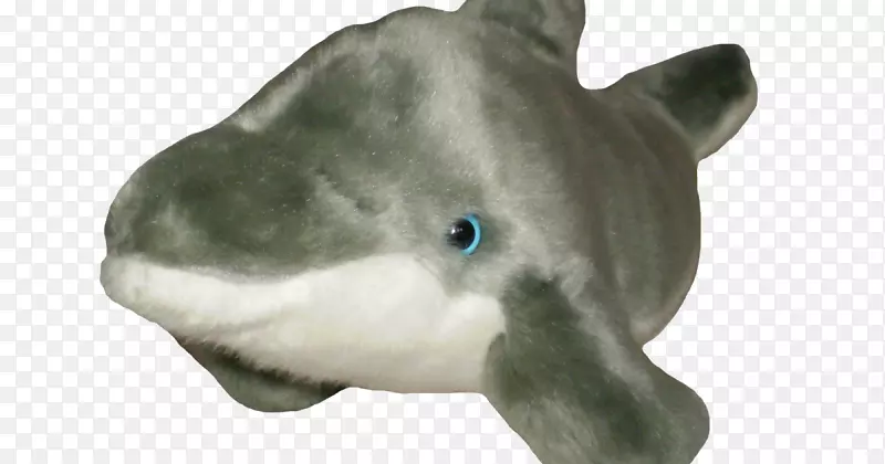 海豚鲨鱼金鱼动物海豚
