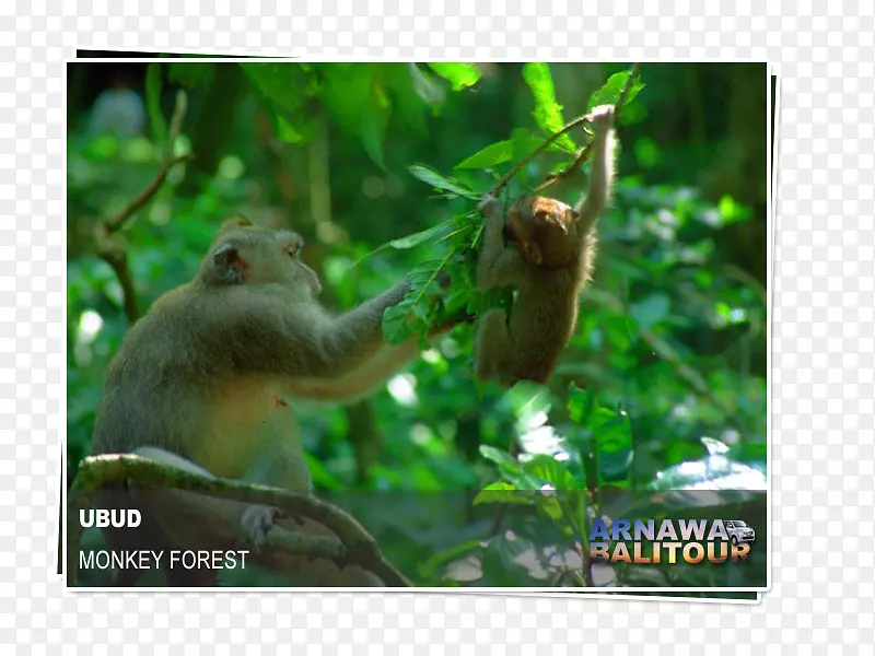 乌布猴森林猕猴巴东特加尔酒店旅游巴龙巴厘岛