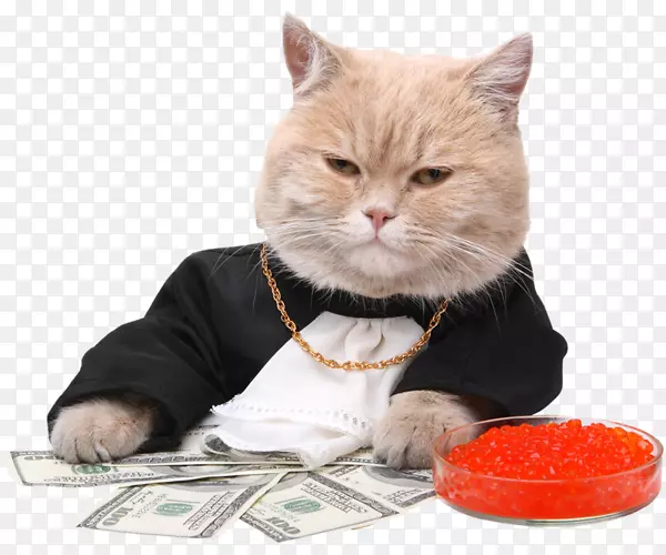 摄影小猫钱-小猫