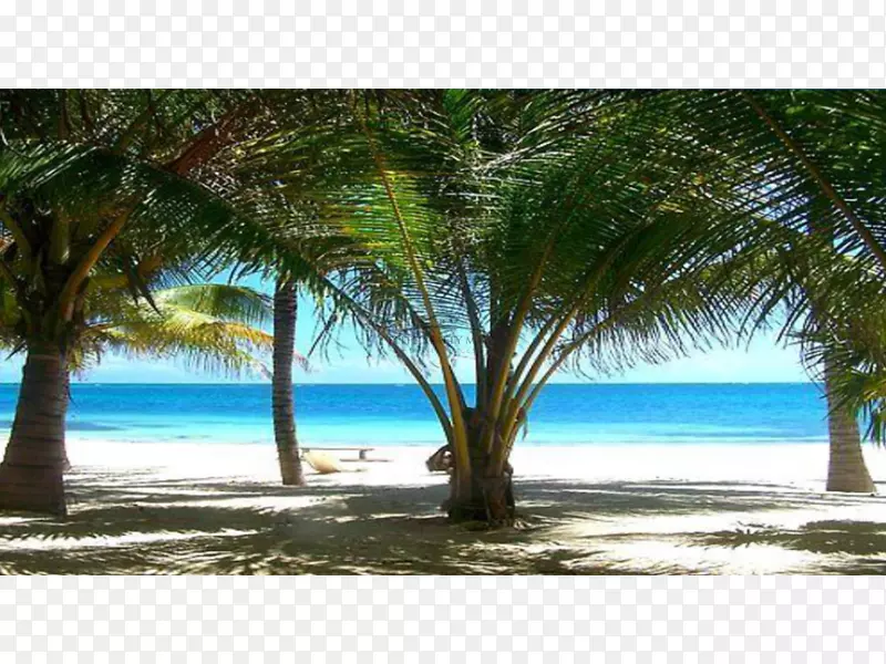 加勒比椰子桌面壁纸热带日期棕榈椰子