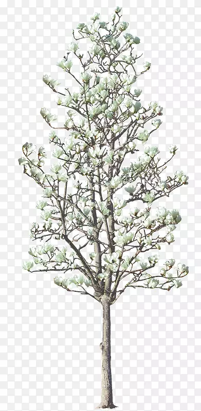 木本植物枝条树(Livistona Chinensiswoody)