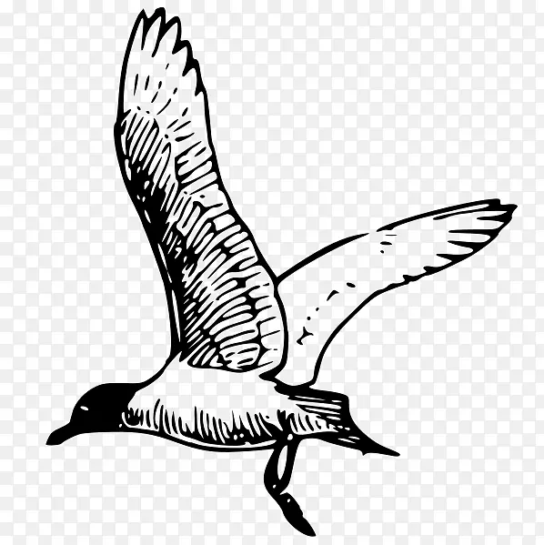 海鸥线画剪贴画-鸟