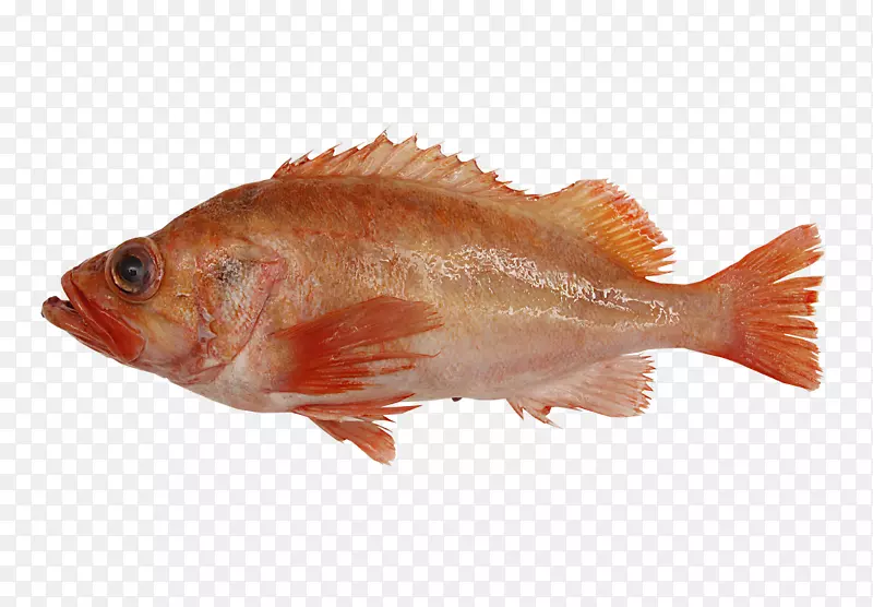 北红笛鲷鱼产品罗非鱼