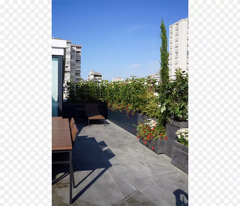 Betula peyzaj Betula景观建筑ıkmazıyarıapkınıSokak树-Betula