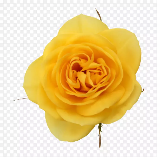 花园玫瑰黄色卷心菜玫瑰花粉红色水彩玫瑰