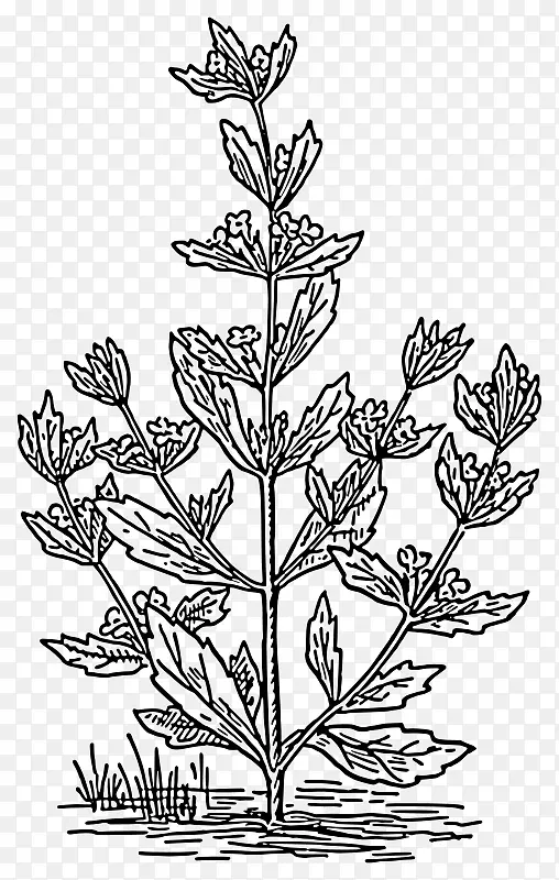 彭尼皇家绘画薄荷着色书-植物