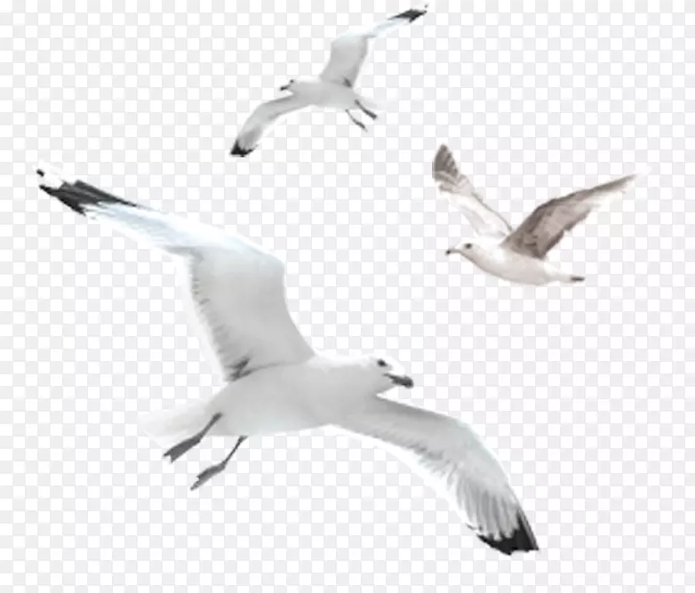 欧洲鲱鱼海鸥普通海鸥鸟-海鸥