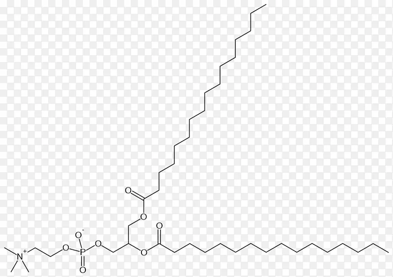 二棕榈酰磷脂酰胆碱肺表面活性物质磷脂肺泡