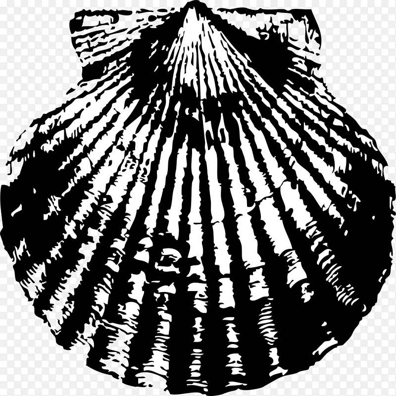 海螺夹艺术-贝壳