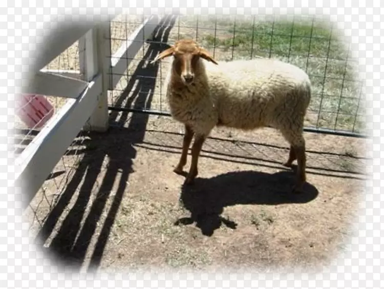 加利福尼亚红绵羊XC羊驼&山羊