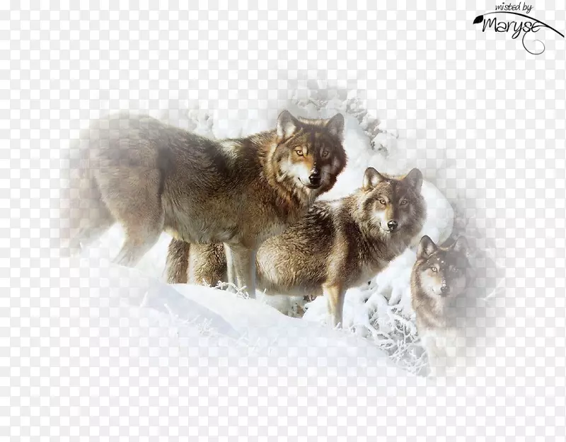 灰狼猫画艺术摄影-猫