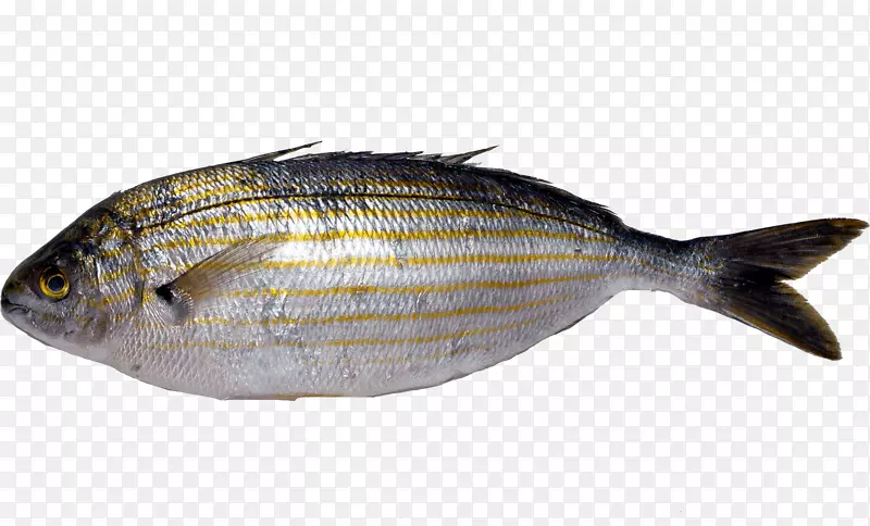 乳鱼产品油性鱼类唯一动物-鱼