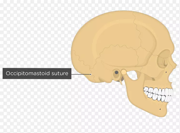 颅骨解剖顶骨颞骨骨纤维关节乳突部颅骨