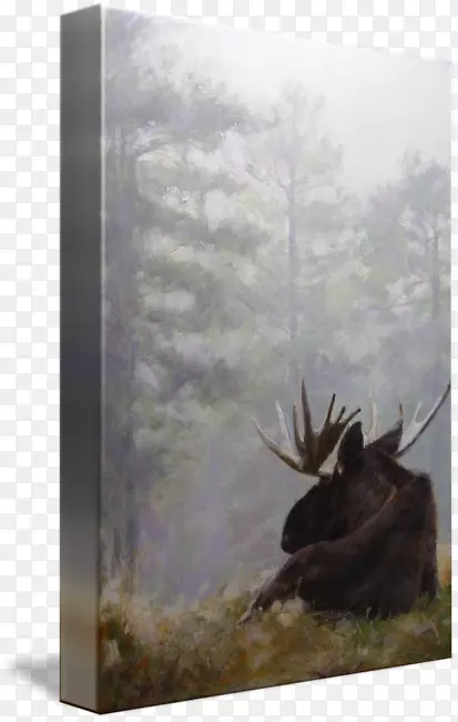 驼鹿鹿群摄影冻原-雾森林